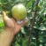 阳信黄冠梨🍐已经成熟大量上市，脆甜多汁，欢迎新老客户来电