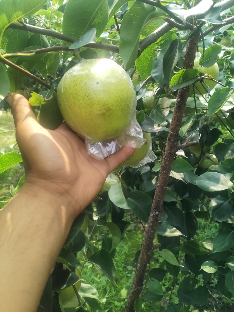 阳信黄冠梨🍐已经成熟大量上市，脆甜多汁，欢迎新老客户来电