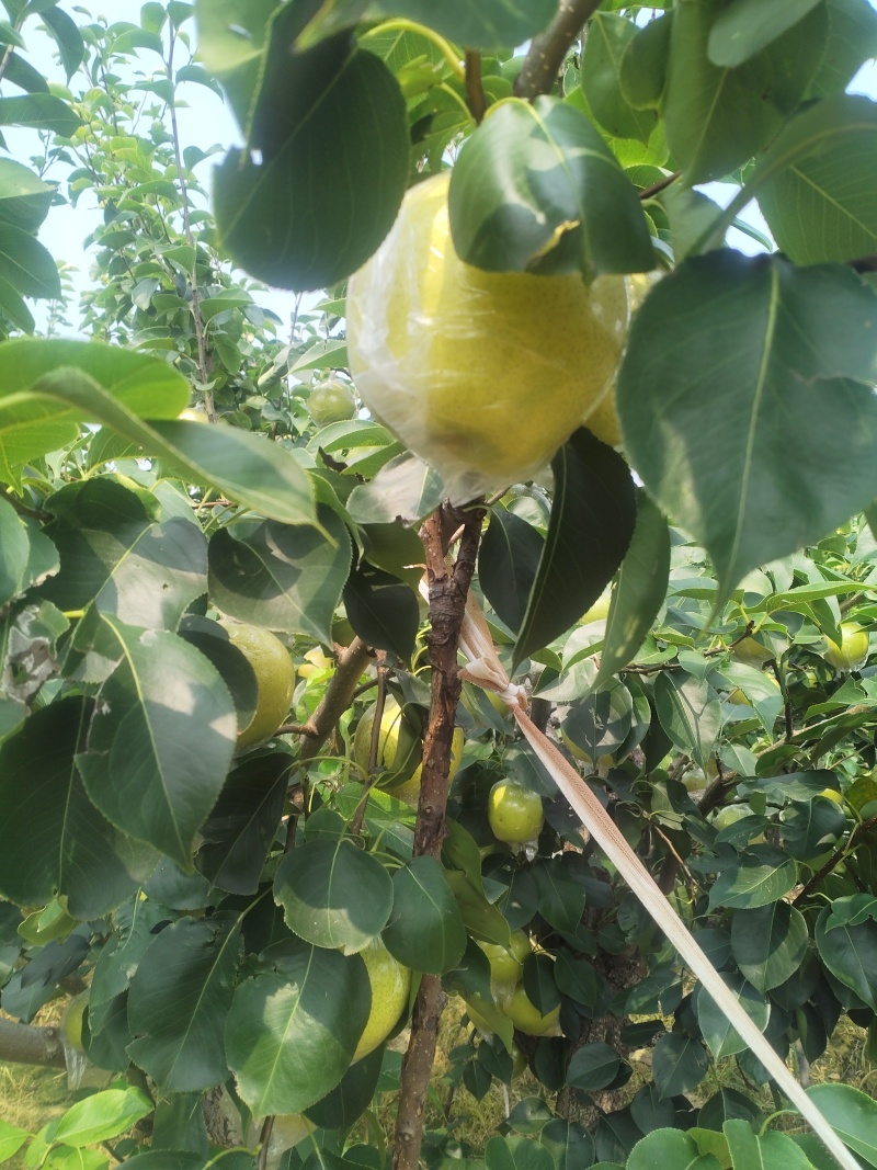 阳信黄冠梨🍐已经成熟大量上市，脆甜多汁，欢迎新老客户来电