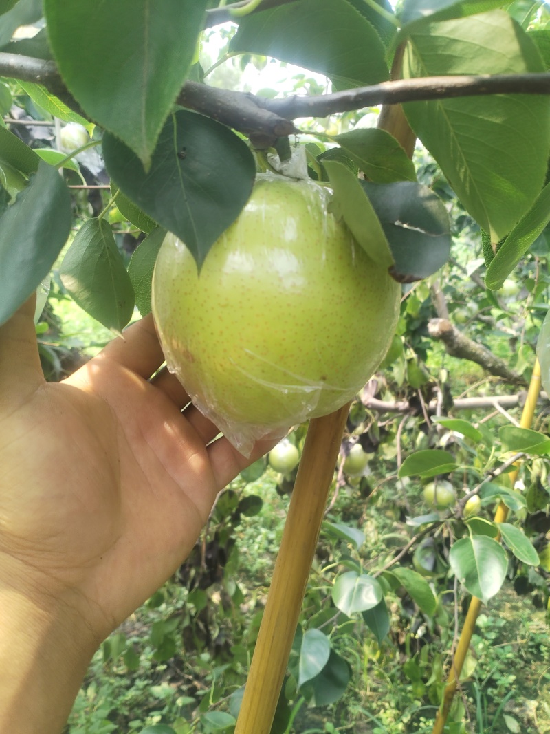 阳信黄冠梨🍐已经成熟大量上市，脆甜多汁，欢迎新老客户来电