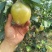 阳信黄冠梨🍐已经成熟大量上市，脆甜多汁，欢迎新老客户来电