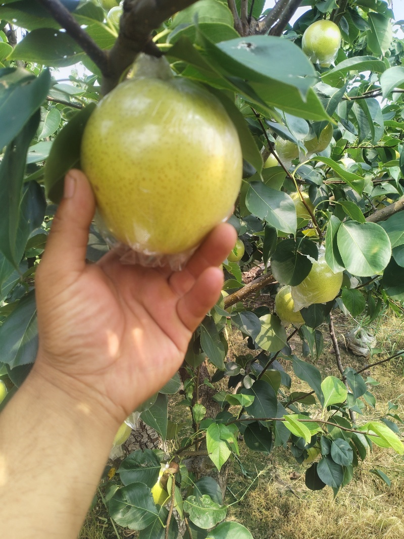 阳信黄冠梨🍐已经成熟大量上市，脆甜多汁，欢迎新老客户来电