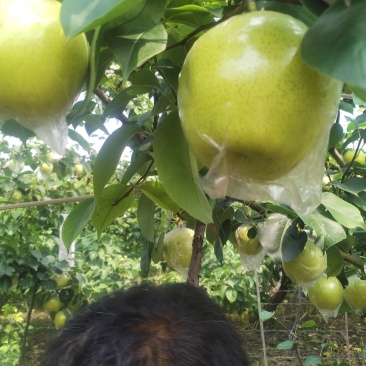 阳信黄冠梨🍐已经成熟大量上市，脆甜多汁，欢迎新老客户来电