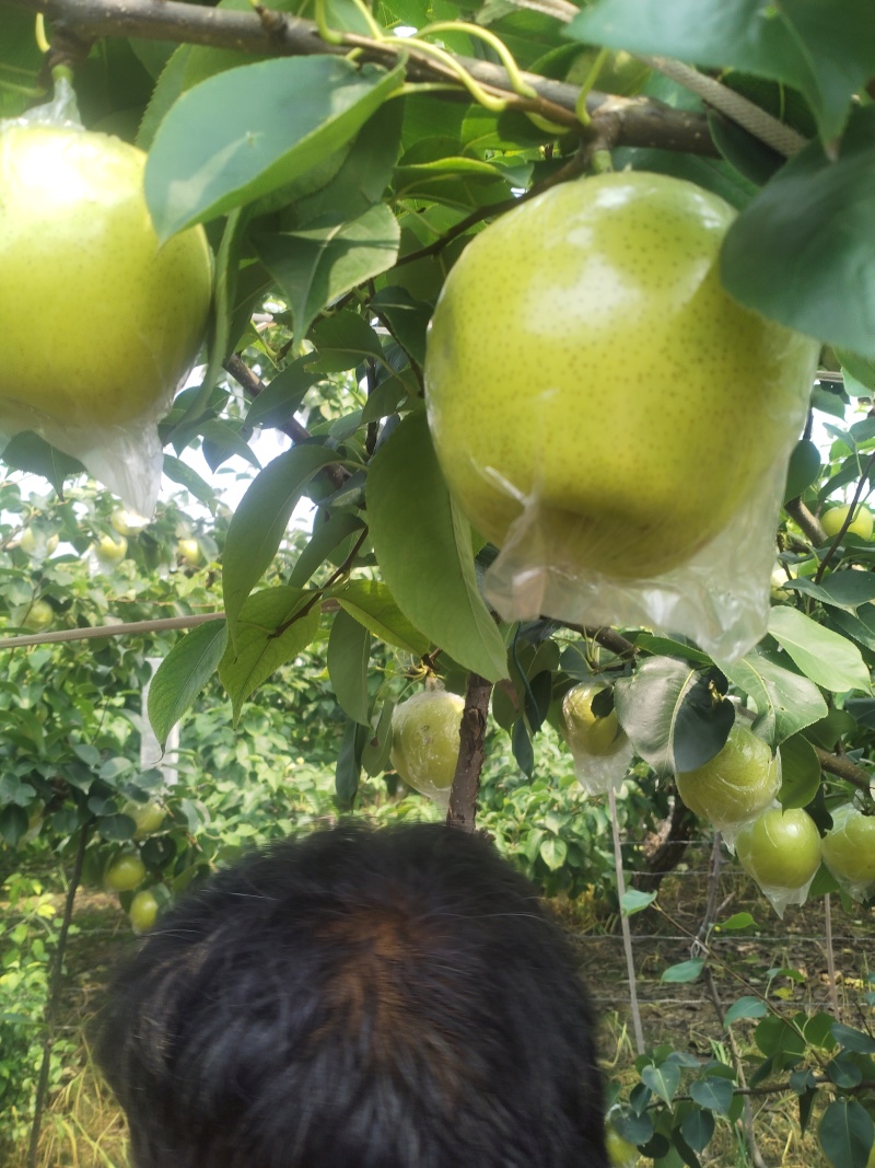 阳信黄冠梨🍐已经成熟大量上市，脆甜多汁，欢迎新老客户来电