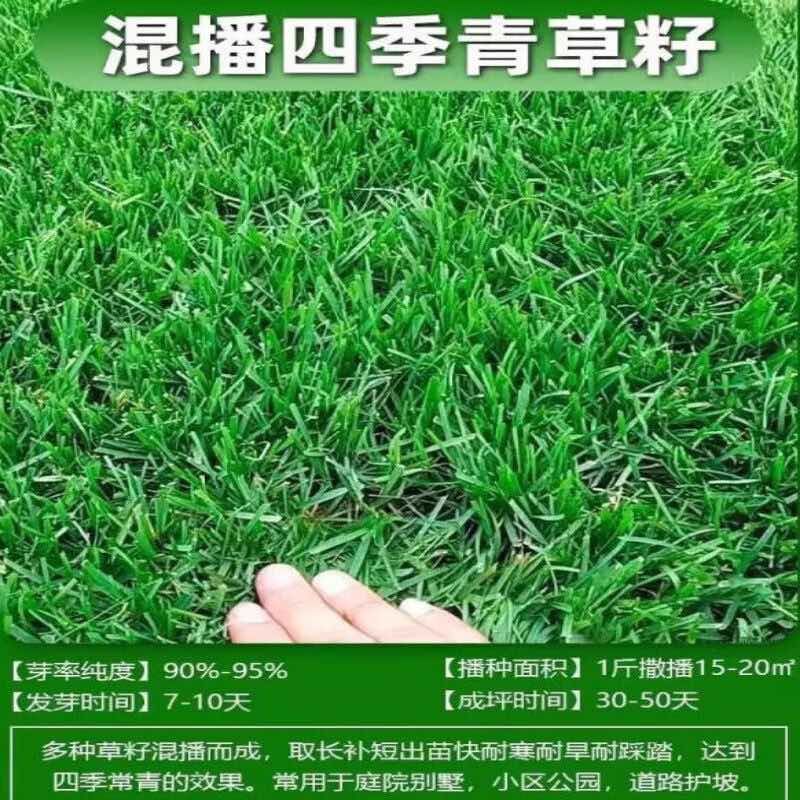 进口四季青混播草籽草坪种子矮生四季青耐寒耐旱草草种籽