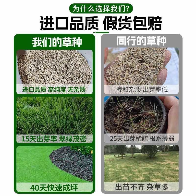 进口四季青混播草籽草坪种子矮生四季青耐寒耐旱草草种籽
