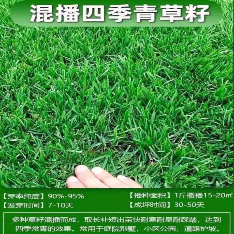 进口四季青混播草籽草坪种子矮生四季青耐寒耐旱草草种籽