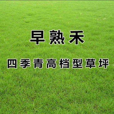 进口草坪种子四季青早熟禾草籽庭院别墅绿化肯塔基优美早