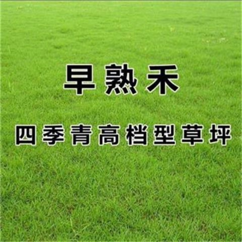 进口草坪种子四季青早熟禾草籽庭院别墅绿化肯塔基优美早