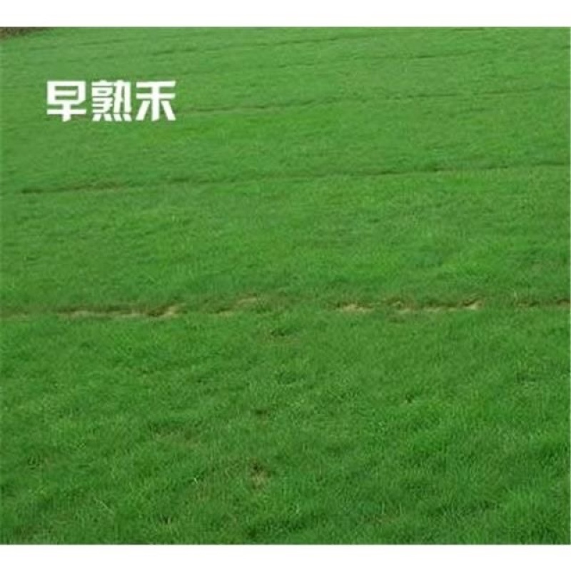 进口草坪种子四季青早熟禾草籽庭院别墅绿化肯塔基优美早