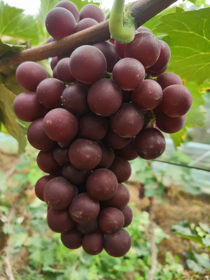 巨峰葡萄