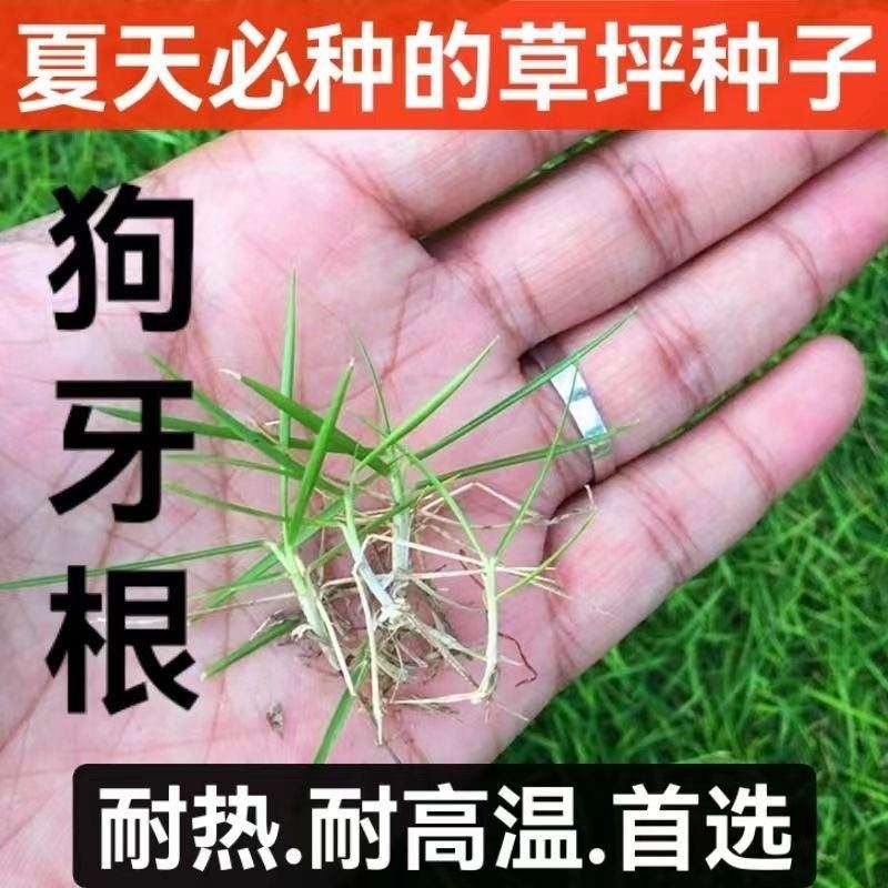 进口耐热狗牙根种子匍匐茎百慕大四季青草坪种籽庭院耐旱护坡草籽