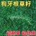 进口耐热狗牙根种子匍匐茎百慕大四季青草坪种籽庭院耐旱护坡草籽