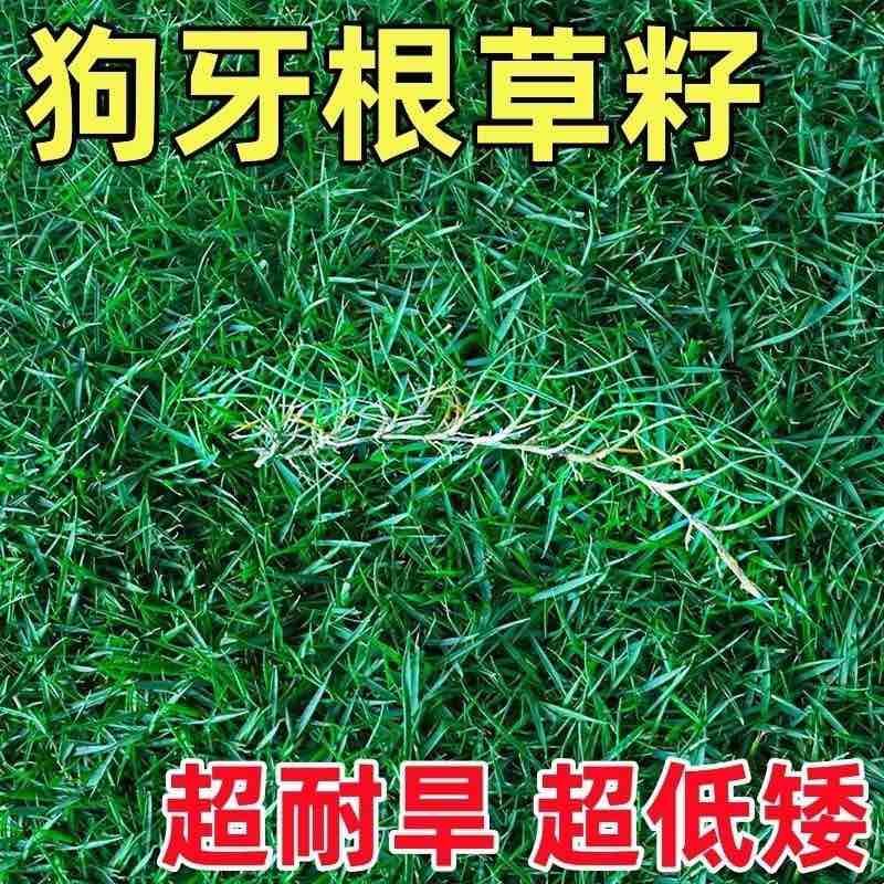 进口耐热狗牙根种子匍匐茎百慕大四季青草坪种籽庭院耐旱护坡草籽