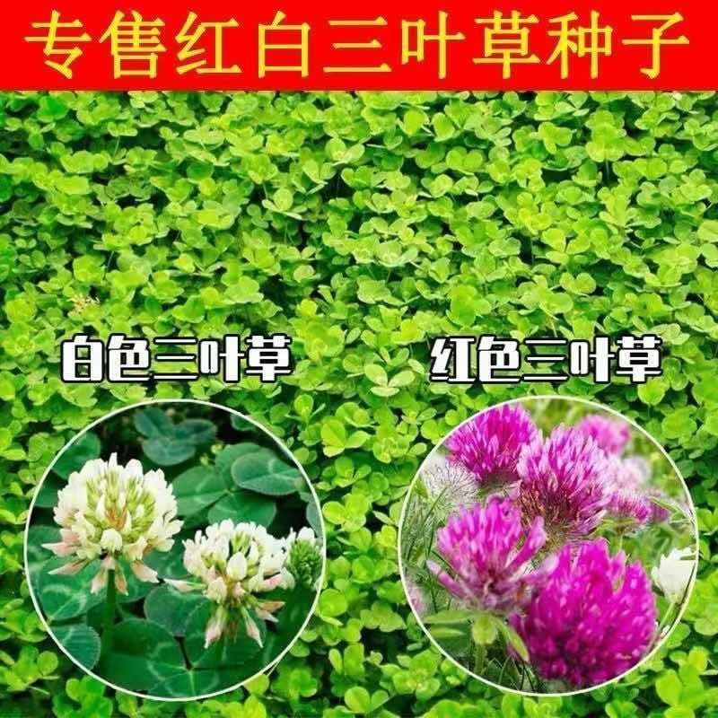 绿化草坪种子白三叶草种子红三叶草种子四季多年生车轴草种子草籽