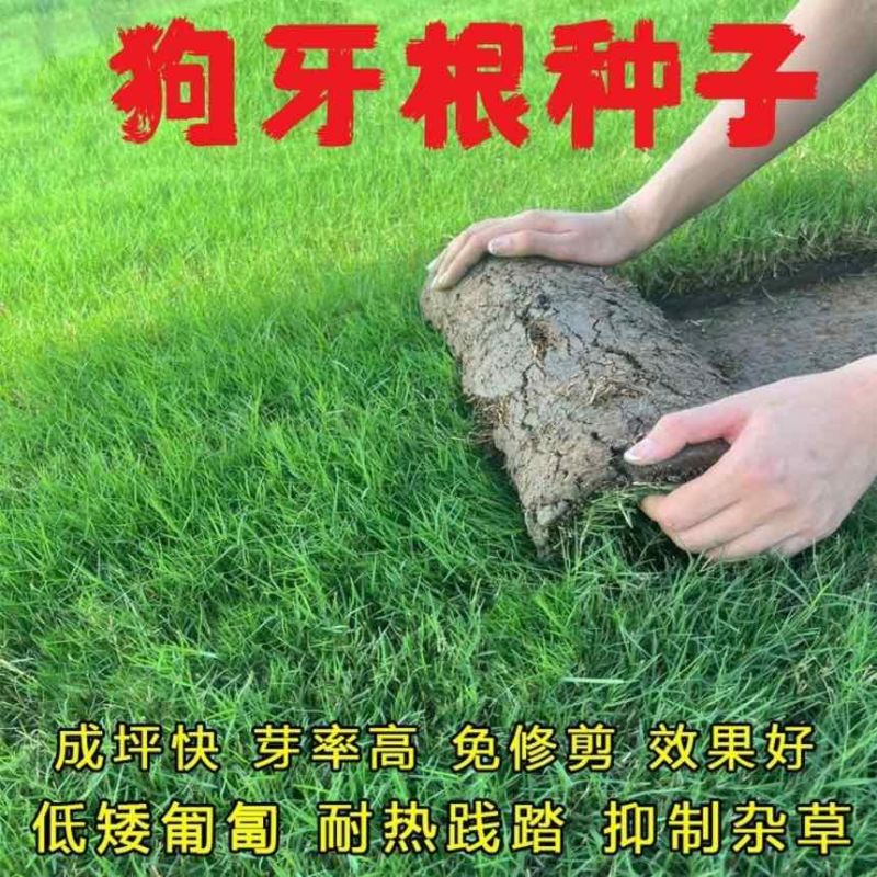 绿化草坪种子白三叶草种子红三叶草种子四季多年生车轴草种子草籽