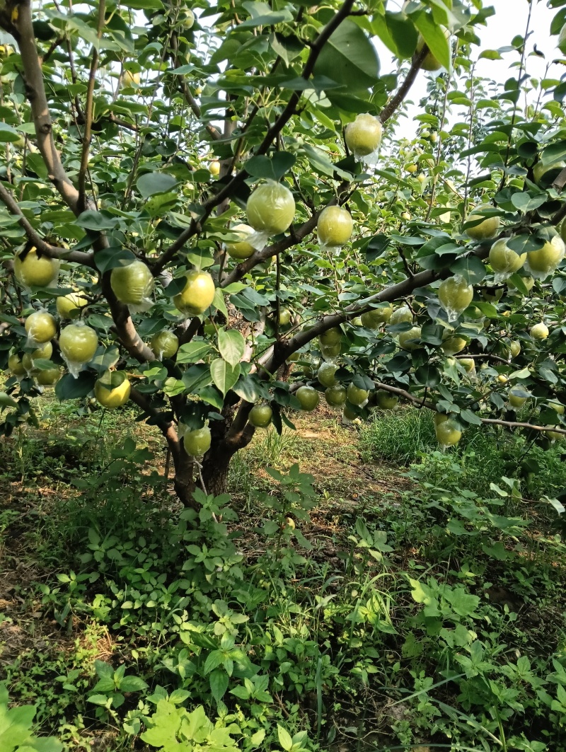 山东阳信黄冠梨