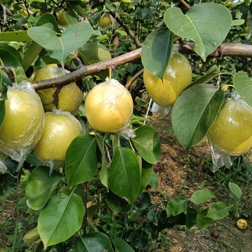 山东阳信黄冠梨