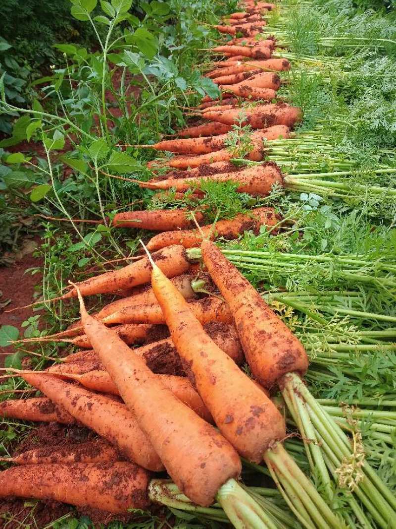 云南曲靖红土胡萝卜🥕