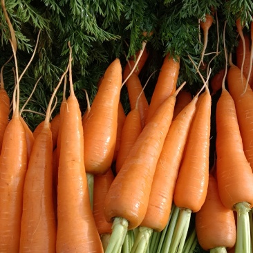 云南曲靖红土胡萝卜🥕