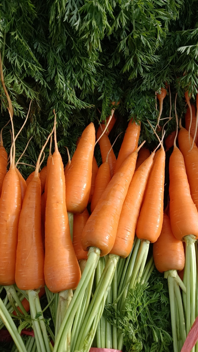 云南曲靖红土胡萝卜🥕