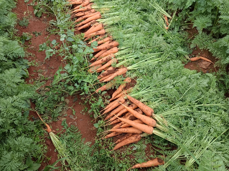 云南曲靖红土胡萝卜🥕