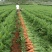 云南曲靖红土胡萝卜🥕