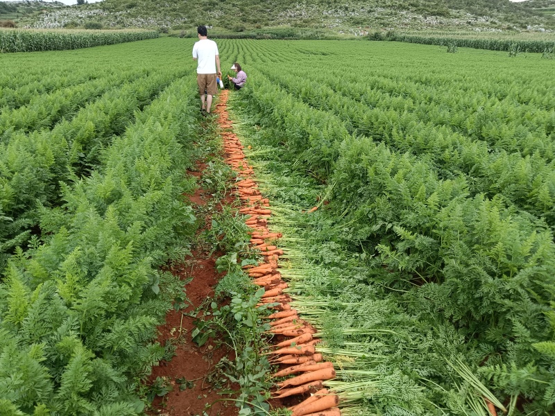 云南曲靖红土胡萝卜🥕