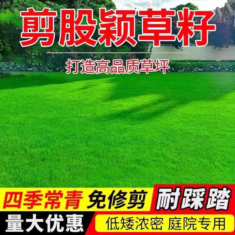 进口匍匐型剪股颖草籽高尔夫球场庭院别墅绿化高档草坪剪股颖种子