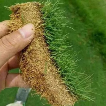 进口匍匐型剪股颖草籽高尔夫球场庭院别墅绿化高档草坪剪股颖种子