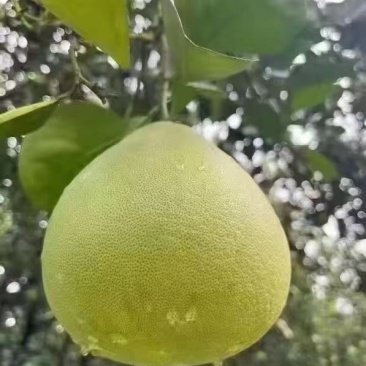 西双版纳傣柚