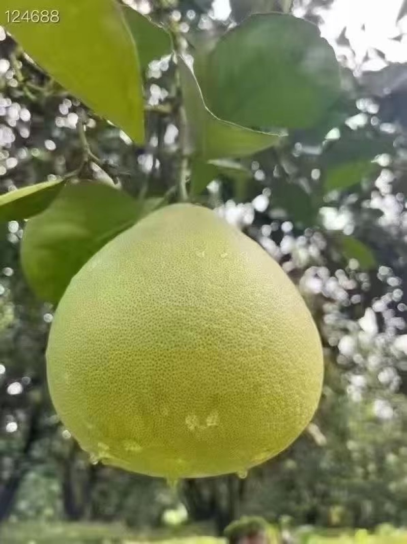 西双版纳傣柚