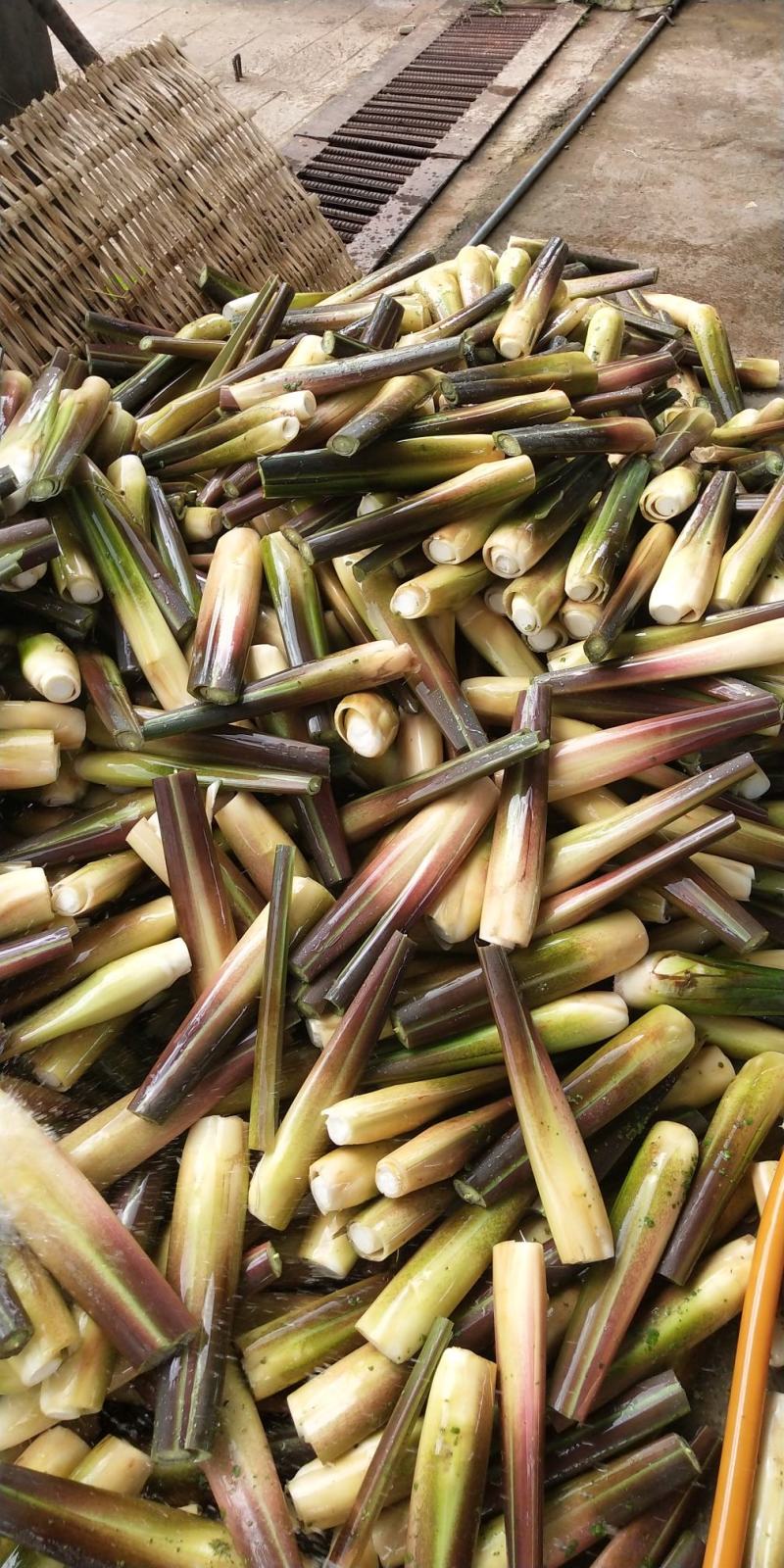 云南高原茭白