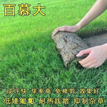 进口百慕大草籽别墅庭院绿化耐踩踏耐热耐旱高档四季常青草坪种子