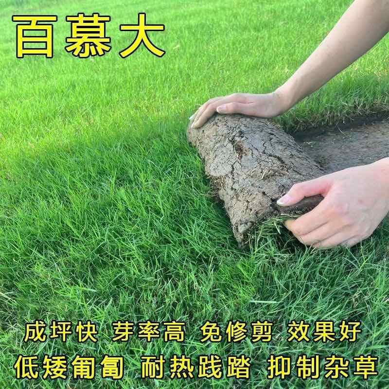 进口百慕大草籽别墅庭院绿化耐踩踏耐热耐旱高档四季常青草坪种子