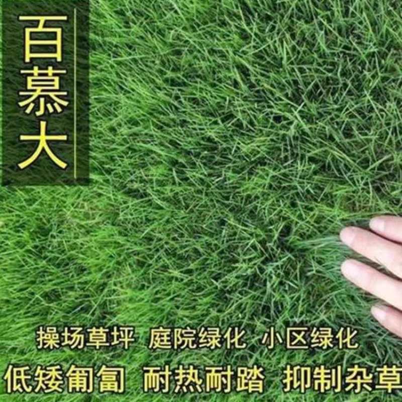 进口百慕大草籽别墅庭院绿化耐踩踏耐热耐旱高档四季常青草坪种子