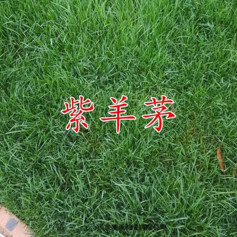 紫羊茅种子紫羊茅草种草籽紫羊毛种子四季常青护坡紫羊茅草坪种子