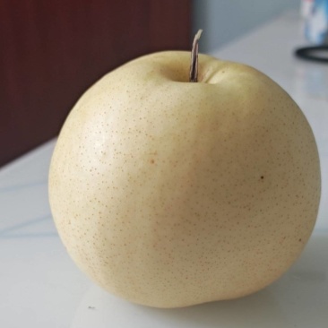 黄金梨