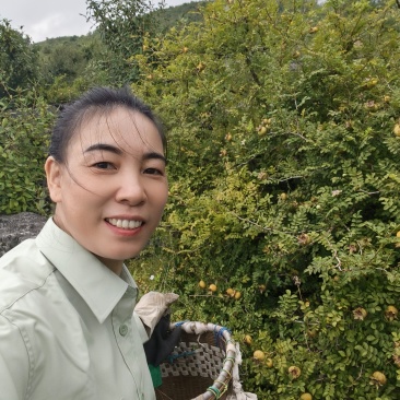 野生刺梨，两孩子要开学了，挣学费与90多岁老人的赡养费。