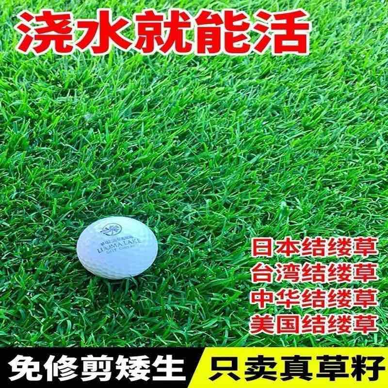 进口结缕草种子草坪草籽四季长青矮生耐践踏庭院足球场草种子庭院