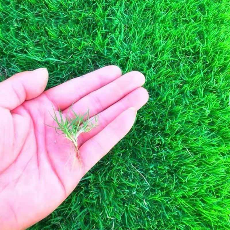 进口结缕草种子草坪草籽四季长青矮生耐践踏庭院足球场草种子庭院