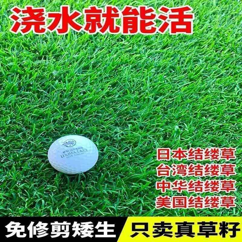 进口结缕草种子草坪草籽四季长青矮生耐践踏庭院足球场草种子庭院