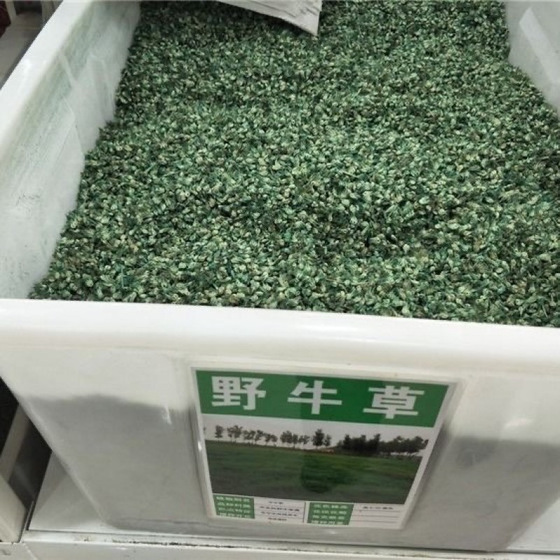 野牛草种子抗病虫易种植草坪种子耐磨耐践踏耐盐野牛草牧草种子
