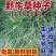 野牛草种子抗病虫易种植草坪种子耐磨耐践踏耐盐野牛草牧草种子