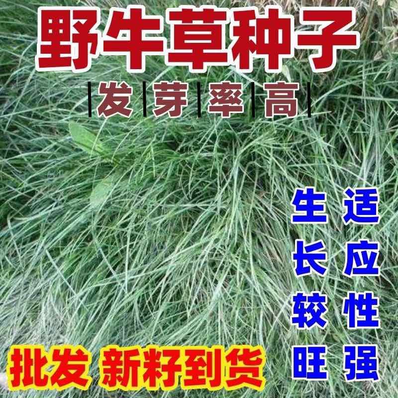 野牛草种子抗病虫易种植草坪种子耐磨耐践踏耐盐野牛草牧草种子