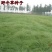 野牛草种子抗病虫易种植草坪种子耐磨耐践踏耐盐野牛草牧草种子