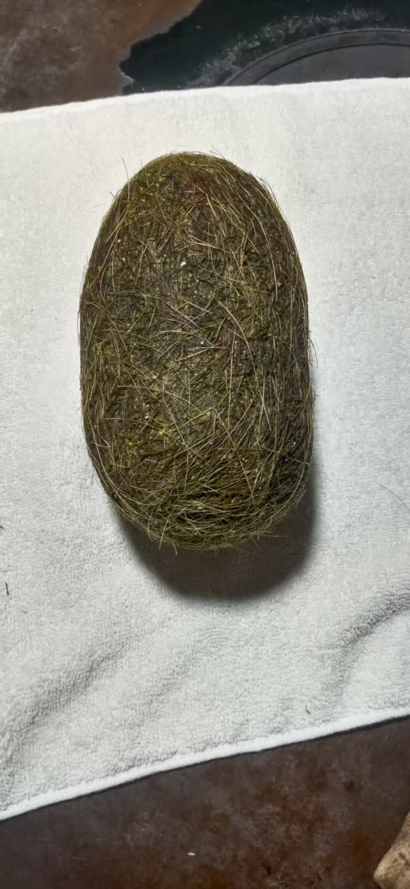 猪宝