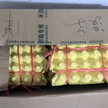 土鸡蛋，粉壳蛋