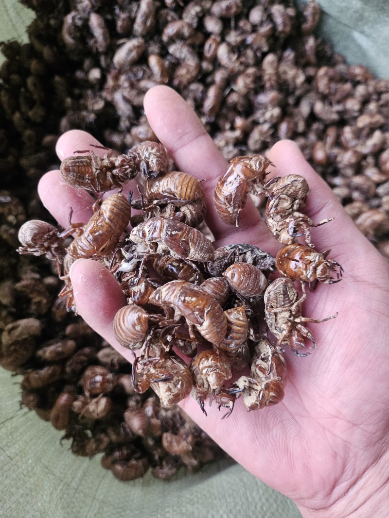 红壳蝉蜕