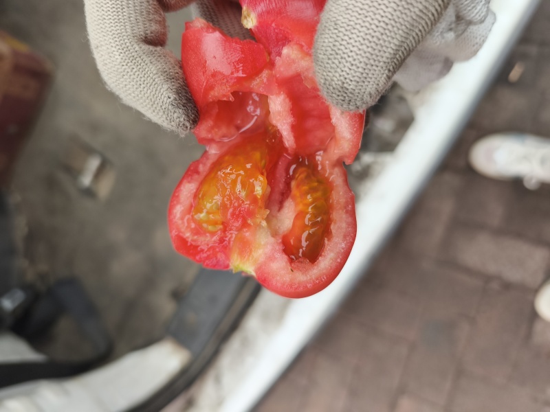 玖品一号口感番茄，有现货